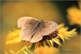 <p>OKÁČ LUČNÍ - sameček (Maniola jurtina) ---- /Meadow brown butterfly - Großes Ochsenauge/</p>